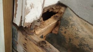 Can I evict a Tenant that is Damaging my Property